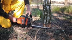 How Our Tree Care Process Works  in  La Puebla, NM