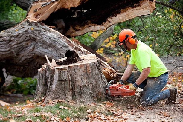 Best Hazardous Tree Removal  in La Puebla, NM