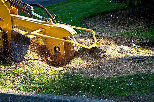 Best Tree and Shrub Care  in La Puebla, NM