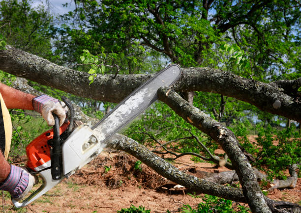 Professional Tree Removal in La Puebla, NM